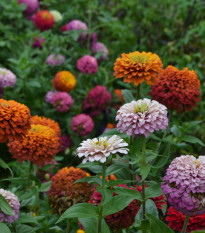 Cínia lepá - vysoká zmes - Zinnia elegans - predaj semien - 50 ks