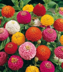 Cínia Liliput - ZInnia elegas - predaj semien - 50 ks