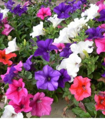 Petúnia veľkokvetá previsnutá - Petunia hybrida pendula - predaj semien - 150 ks