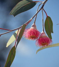 Eukalyptus caesia Magna - Blahovičník - Eucalyptus caesia - predaj semien - 10 ks