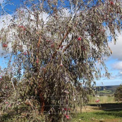 Eukalyptus caesia Magna - Blahovičník - Eucalyptus caesia - predaj semien - 10 ks