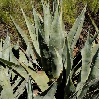 Agáve - Agave atrovirens - semiačka - 10 ks