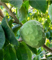 Anona trojlupienková - Annona cherimoia - semiačka - 5 ks