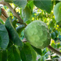 Anona trojlupienková - Annona cherimoia - semiačka - 5 ks