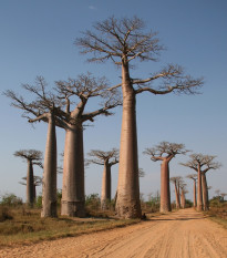 Baobab Za - Adansonia madagascariensis - semená - 3 ks