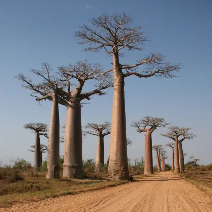 Baobab Za - Adansonia madagascariensis - semená - 3 ks