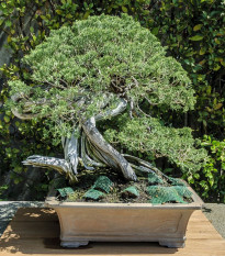 Jalovec čínsky - Juniperus chinensis - semiačka - 5 ks