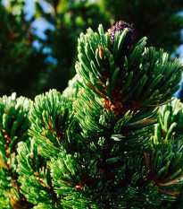 Borovica ostitá - Pinus aristata - semená borovice - 5 ks