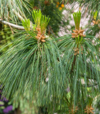 Borovica yunnan - Pinus yunnanensis - semená - 5 ks