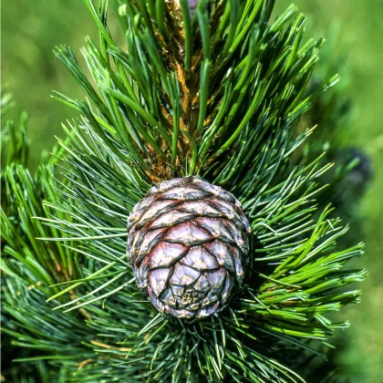 Borovica Limba - sibírsky céder - Pinus cembra sibirica - semená borovice - 7 ks