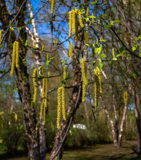 Breza čierna - Betula nigra - semená - 15 ks