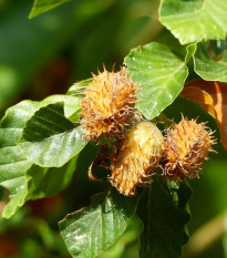 Buk lesný - Fagus sylvatica - semená - 7 ks