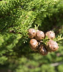 Cyprus pravý - Cupressus sempervirens - semená - 7 ks