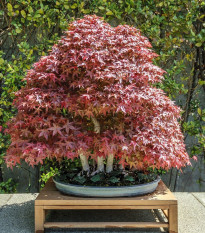 Javor japonský - Acer palmatum - semená javora - 5 ks