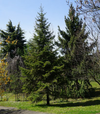 Jedľa Pindrow - Abies Pindrow - semená - 8 ks