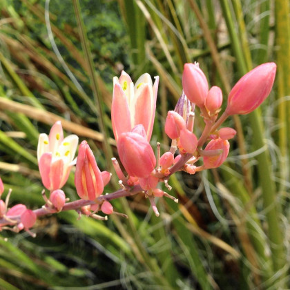 Juka červená - Hesperaloe parviflora - semiačka - 3 ks