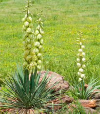 Juka glauca - Yucca glauca - semiačka - 5 ks