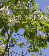 Katalpa trubačovitá - Catalpa bignonioides - predaj semien katalpy - 8 ks