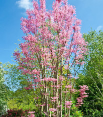 Cesnakovník čínsky - Toona sinensis - semiačka - 7 ks