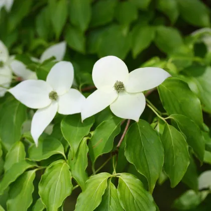 Drieň kousa - Cornus kousa - semiačka - 4 ks