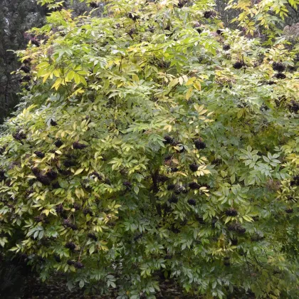 Baza kanadská - Sambucus canadians - semená