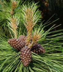 Borovica ťažká - Pinus ponderosa - semená borovice - 6 ks