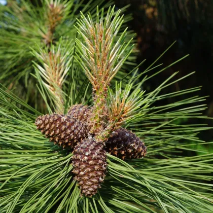 Borovica ťažká - Pinus ponderosa - semená borovice - 6 ks