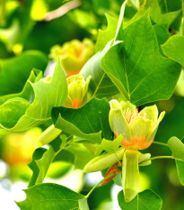 Ľaliovník tulipánokvetý - Liriodendron tulipifera - semiačka - 3 ks