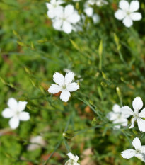 Klinček slzičkový biely - Dianthus deltoides - predaj semien - 100 ks