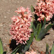 Hyacint Apricot Passion - Hyacinthus - predaj cibuľovín - 1 ks