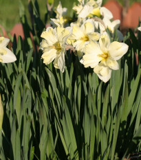 Narcis Cassata - Narcissus - predaj cibuľovín - 3 ks