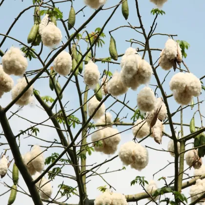 Vlnovec päťmužný - Ceiba pentandra - Kapok - semiačka - 4 ks