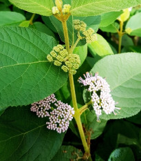 Krásnoplodka - Callicarpa acuminata - predaj semien - 8 ks