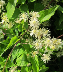 Plamienok plotný - Clematis vitalba - predaj semien - 12 ks