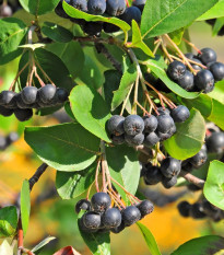 Arónia - Čierny jastrab - Aronia melanocarpa - semiačka - 7 ks