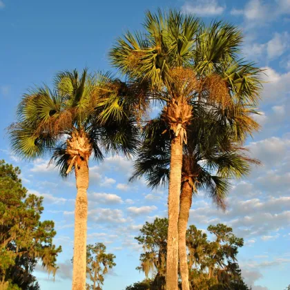 Palma - Washingtonia robusta - semiačka - 3 ks