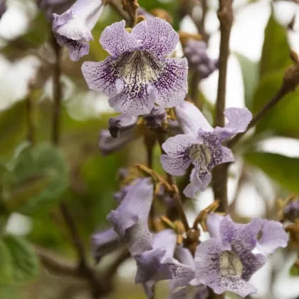 Paulovnia catalpifolia - Paulownia - semená - 15 ks