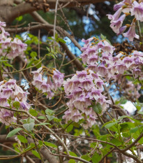 Paulovnia elongata - Paulownia elongata - semená - 15 ks