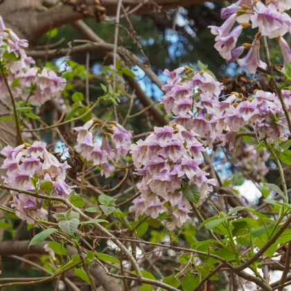 Paulovnia elongata - Paulownia elongata - semená - 15 ks