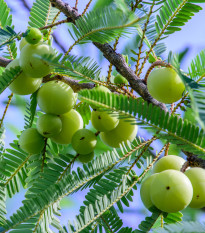 Indický egreš - Phyllanthus emblica - semiačka - 8 ks