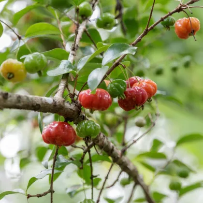 Surimanská čerešňa - Martej jednokvetá - Eugenia uniflora - predaj semien - 2 ks