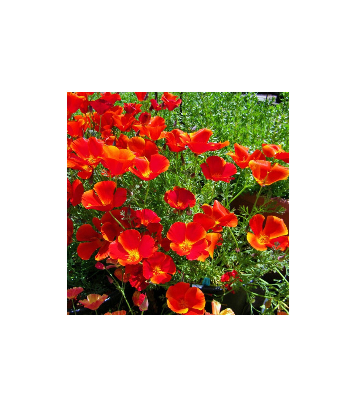 Slncovka kalifornská červená - Eschscholzia californica - semiačka - 450 ks