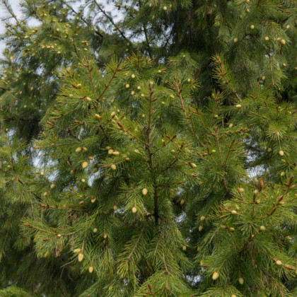 Smrek himalájsky - Picea smithiana - semená - 8 ks