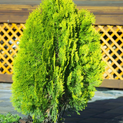 Tuja západná - Thuja occidentalis - semená - 18 ks