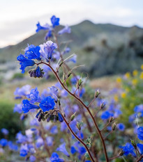 Facélia modrá - Phacelia campanularia - pre včely - semiačka - 800 ks