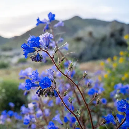 Facélia modrá - Phacelia campanularia - pre včely - semiačka - 800 ks