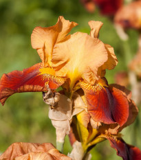 Kosatec nemecký oranžový - Iris germanica - predaj hľúz - 1ks