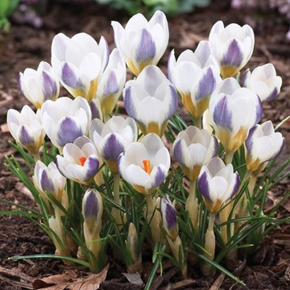 Krókus Blue Bird - Crocus chryzanthus - predaj cibuľovín - 3 ks