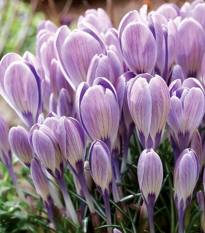 Krókus Striped Bird - Crocus - predaj cibuľovín - 3 ks