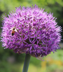 Cesnak Summer Drummer - Allium - predaj cibuľovín - 3 ks